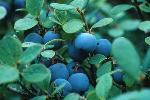 Wild blueberries.
