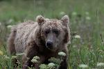 Brown Bear in meadow