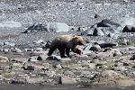 Brown bear traveling 