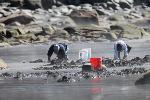 Clam Digging