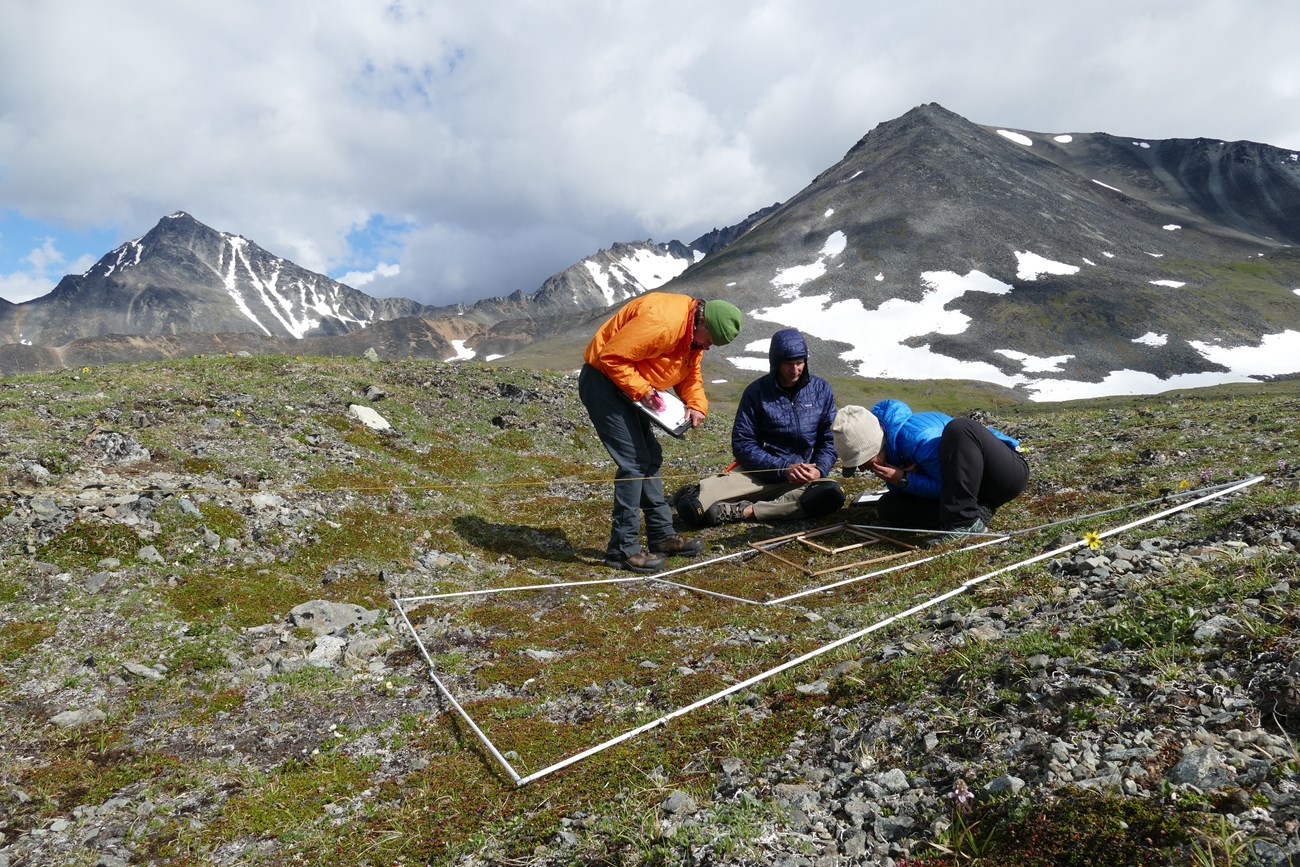 Three scientists on alpine tundra looking at rectangular plots on the ground
