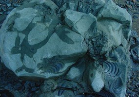 close up of fossilized invertebrates in a rock