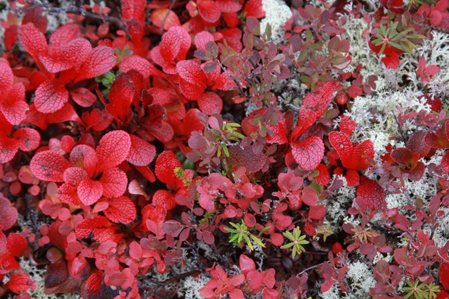 A close up view of red tundra plants in autumn