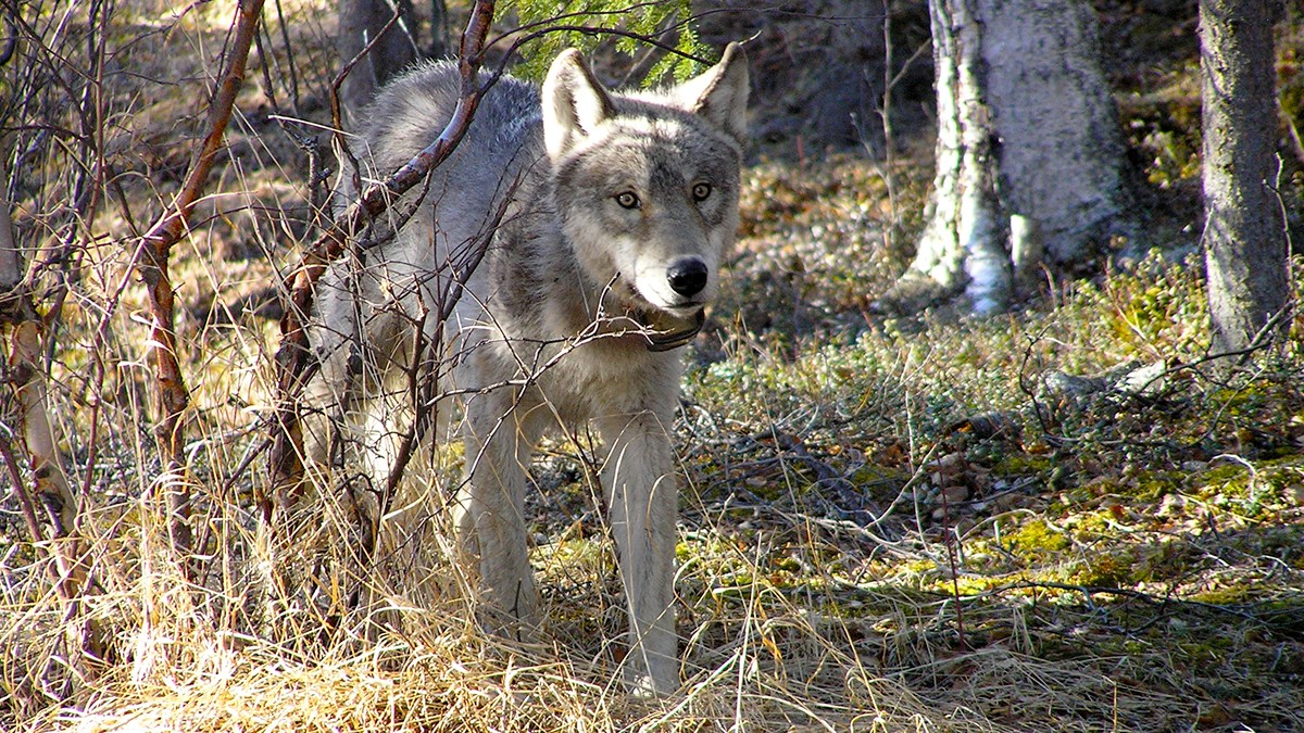 One light gray wolf wearing a GPS collar walks through a sun dappled forest clearing.