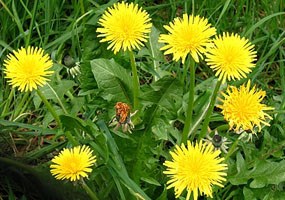 seven yellow flowers - some type of dandelion