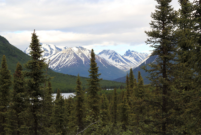 View up Kontrashibuna Lake through spruce trees.