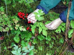 All parts of the baneberry plant are poisonous.