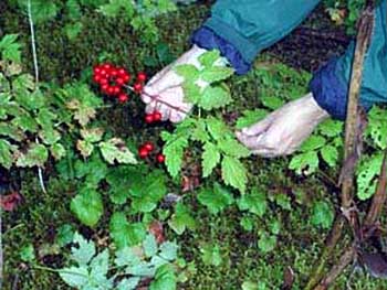 All parts of the baneberry plant are poisonous.
