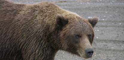 Very close up image of a brown bear. Shoulder hump, brown, wet fur, wide spaced ears, square muzzle and eyes making direct contact with camera.