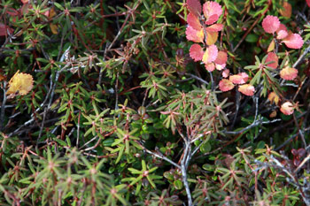 Labrador tea is found in shrub tundra environments across Alaska.