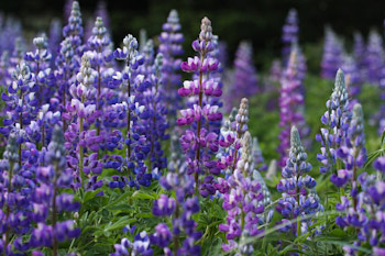 Bears often dig and eat lupine roots in the spring.