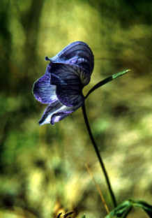 Monkshood is found in alpine meadows, especially along running water.