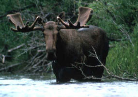 The Alaska race (Alces alces gigas) is the largest of all the moose.