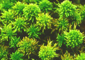 Sphagnum moss has anti-fungal properties.