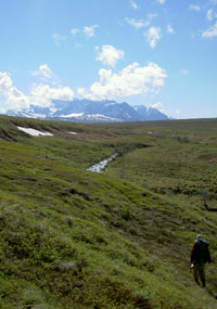 A hiker crosses the tundra along the historic Telaquana trail route.