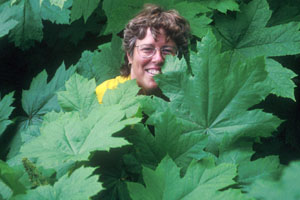 Spring's delicate shoots can grow to over six feet high by mid-summer.