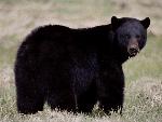 Black Bear