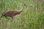 Sandhill Crane