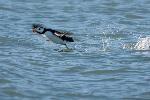 Horned Puffin
