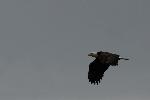 Bald Eagle in Flight
