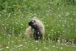 Porcupine