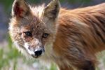 red fox