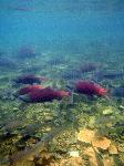 Sockeye Salmon in the Kijik River