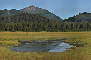 Brown bear feeding in coastal salt marsh.