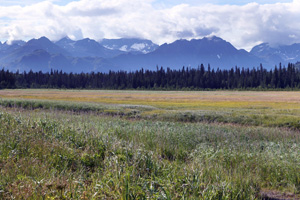 Coastal salt marsh at Chinitna Bay.