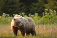Brown bear grazing in the meadow at Silver Salmon Creek.