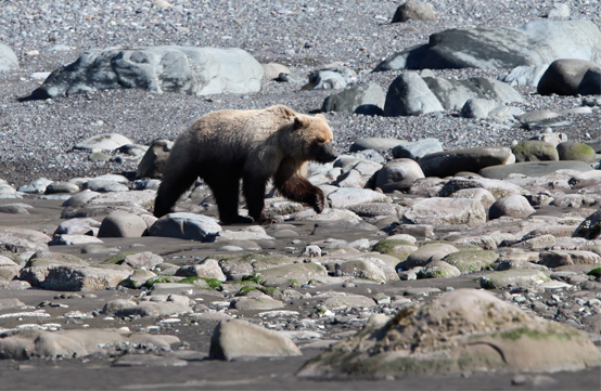 Bear Walking the Beach in Chinitna Bay.