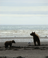 Bears on the beach.