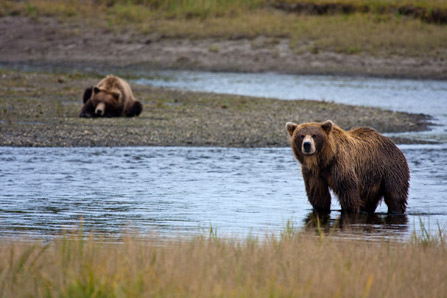 brown bears at Silver Salmon Creek