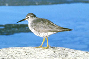 The slate grey plumage of the wandering tattler provides camouflage against silty riverbeds and ocean beaches.