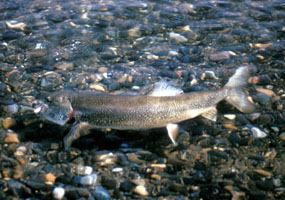 Lake trout can be caught using fly or spinner gear.