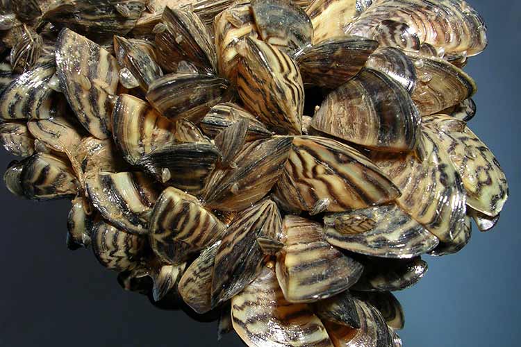 Quagga Mussels