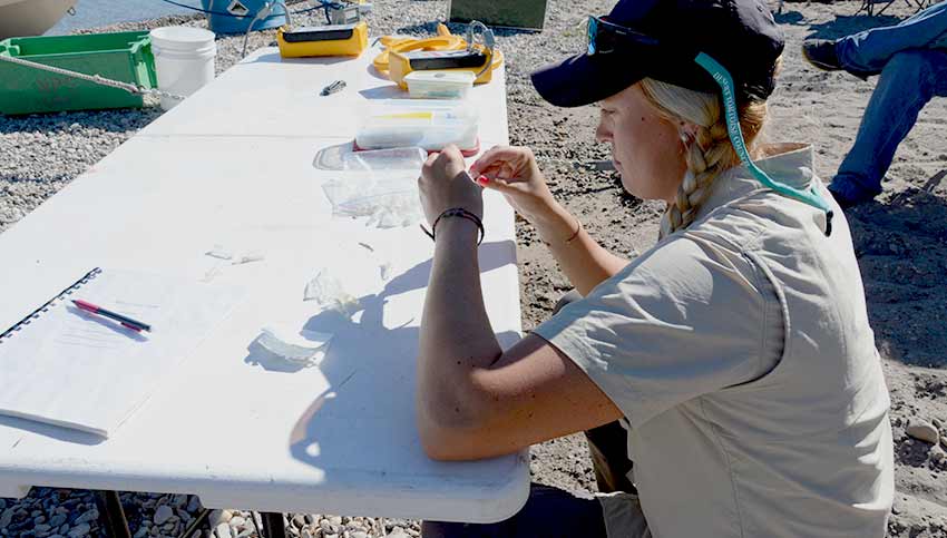 An NPS researcher taking fin samples for genetic testing