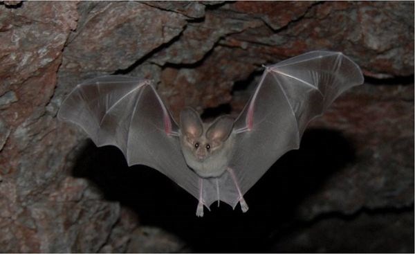 Bat flying out of a cave