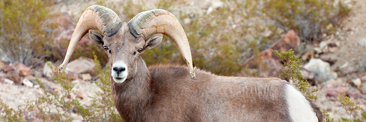 Bighorn Sheep in Lake Mead National Recreation Area