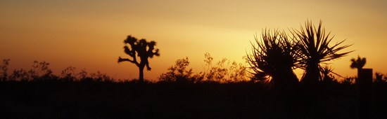 Joshus Trees at Sunset