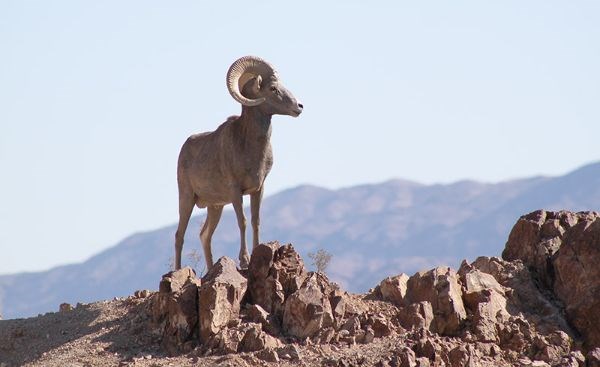 Desert Bighorn Sheep on rocks