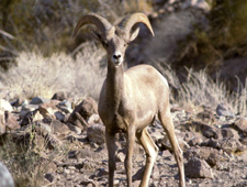 Desert Big Horn Sheep