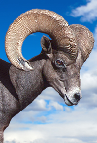 Desert Big Horn Sheep