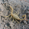 Scorpion