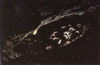 Bats leaving a cave