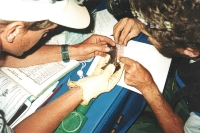 Lake Mead Researcher recording a bats measurements