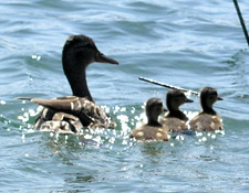 Family of Ducks