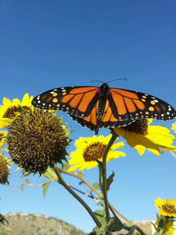 Monarchs Arrive at Alibates Gardens