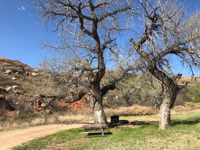 Campsite with picnic tables and large cottonwood trees.  The sky is blue and it is a sunny day. There are large rocky mesas in the background.
