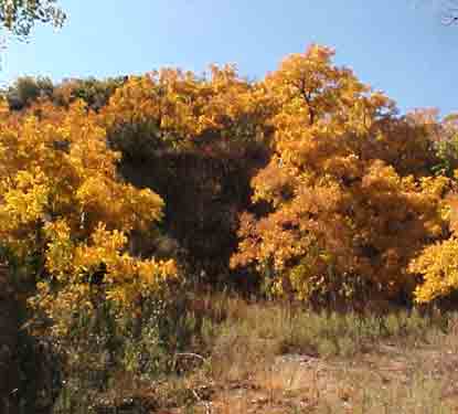 Photo of Fall Colors